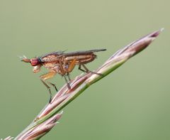 Meine erste Hornfliege ( Ilione albiseta ? )