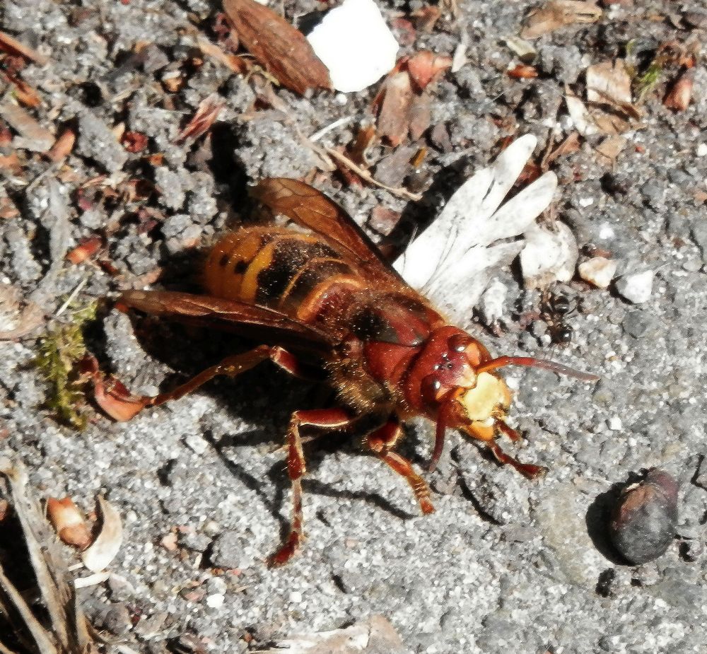 Meine erste Hornisse (Vespa crabro)