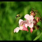 meine erste Hummel :-)