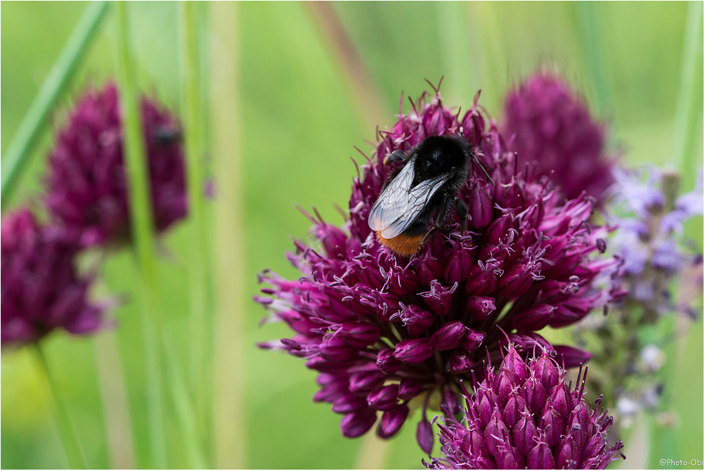 Meine erste Hummel!