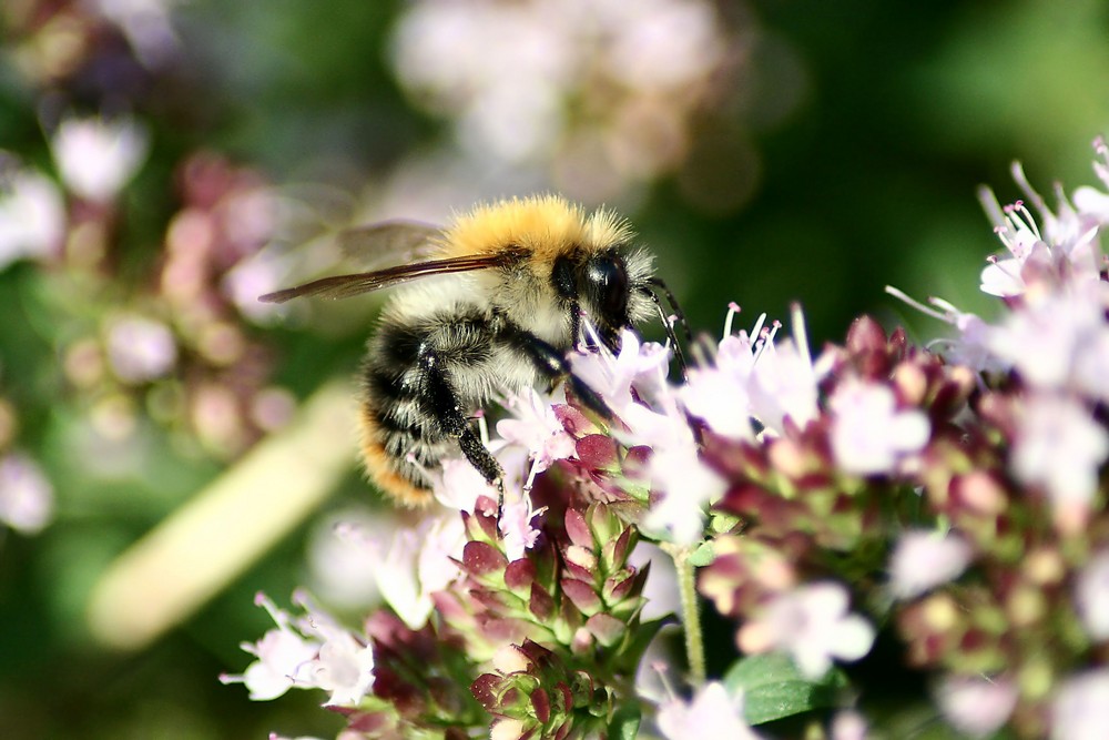 Meine erste Hummel