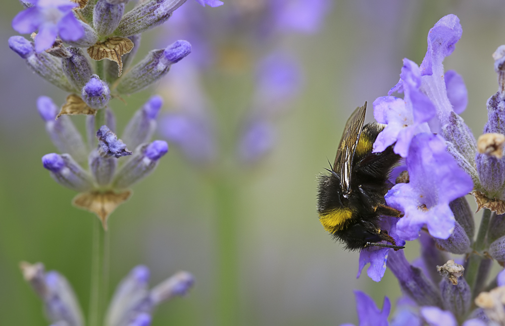 Meine erste Hummel...