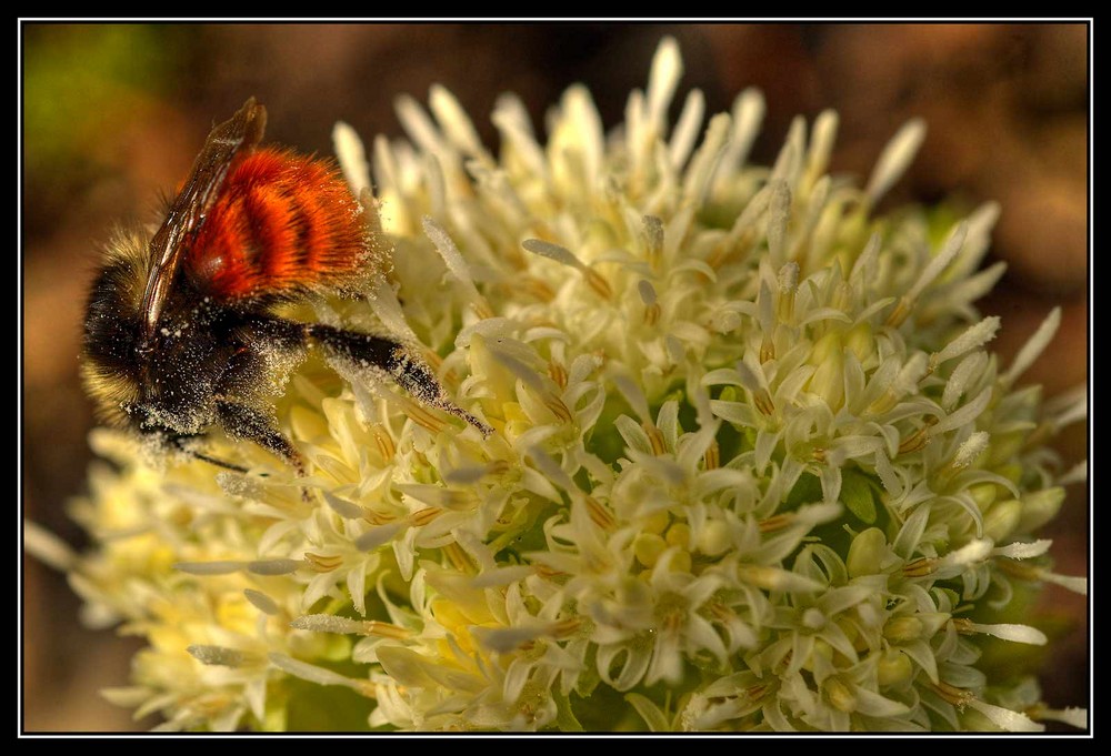 meine erste Hummel