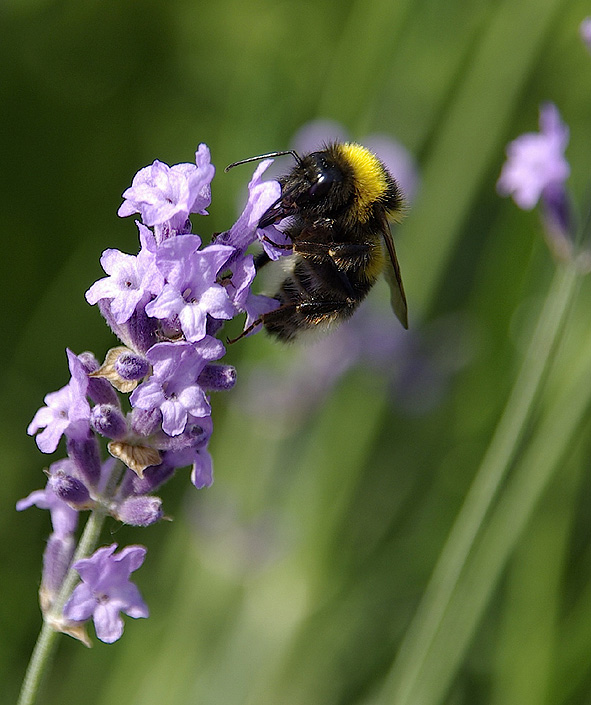 meine erste Hummel