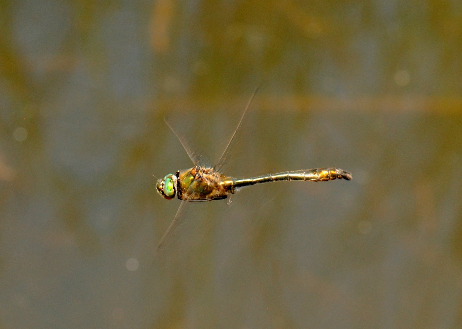 Meine erste im Flug!! :-)