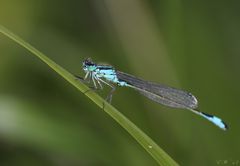 meine Erste... in diesem Jahr - Große Pechlibelle (Ischnura elegans)...