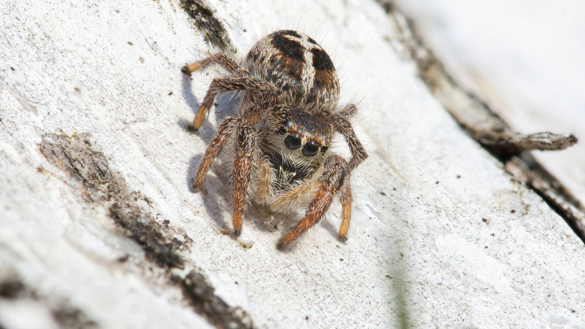 meine erste Kreuzspringspinne (Stackaufnahme)