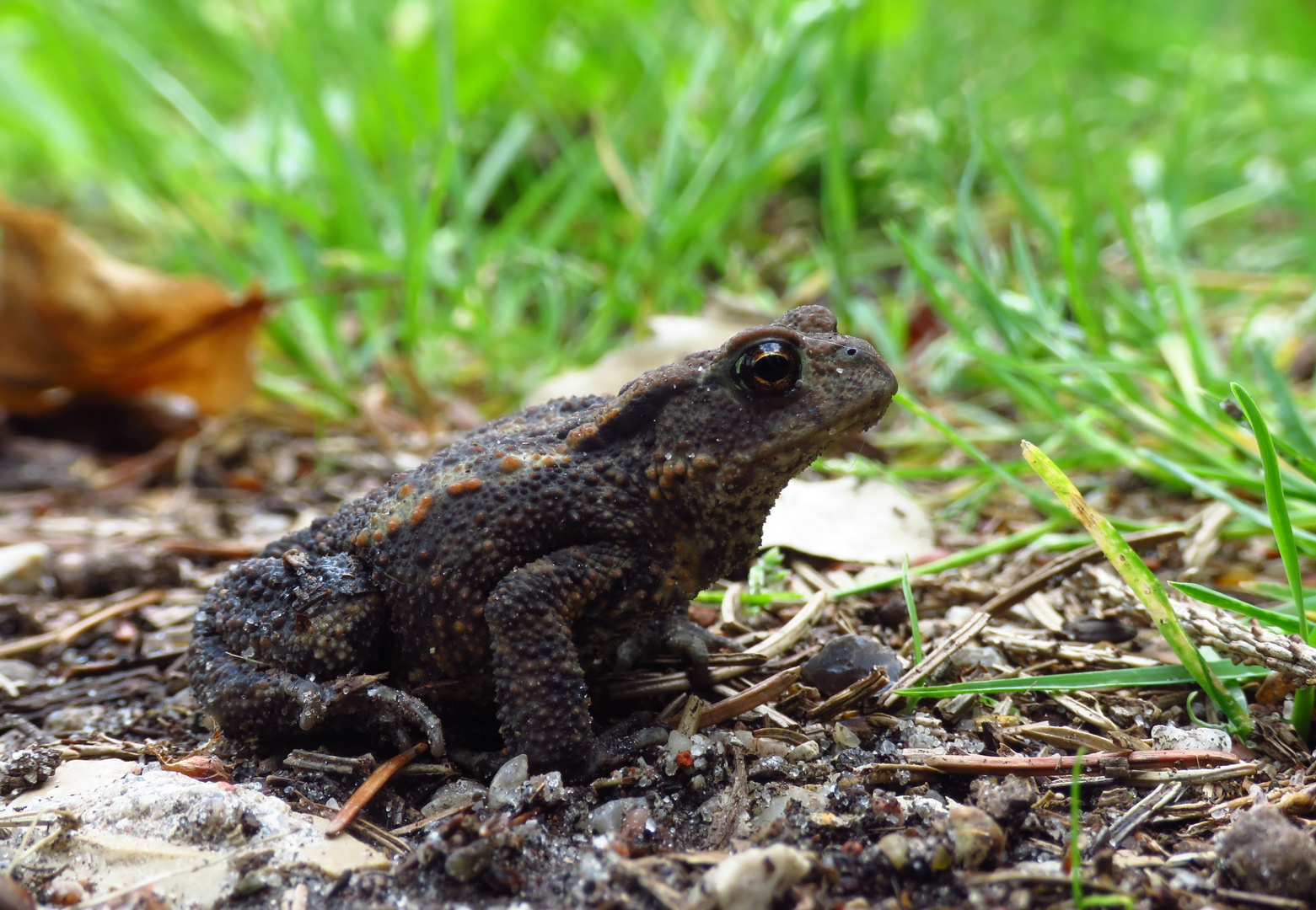 Meine erste Kröte im Wald