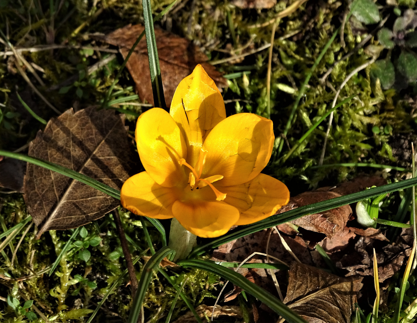 meine erste Krokusblüter