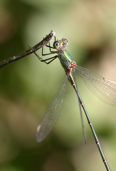 Meine erste Libelle