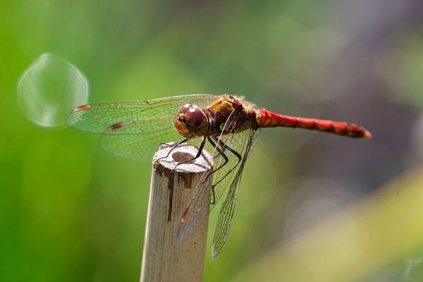 meine erste Libelle 38/52