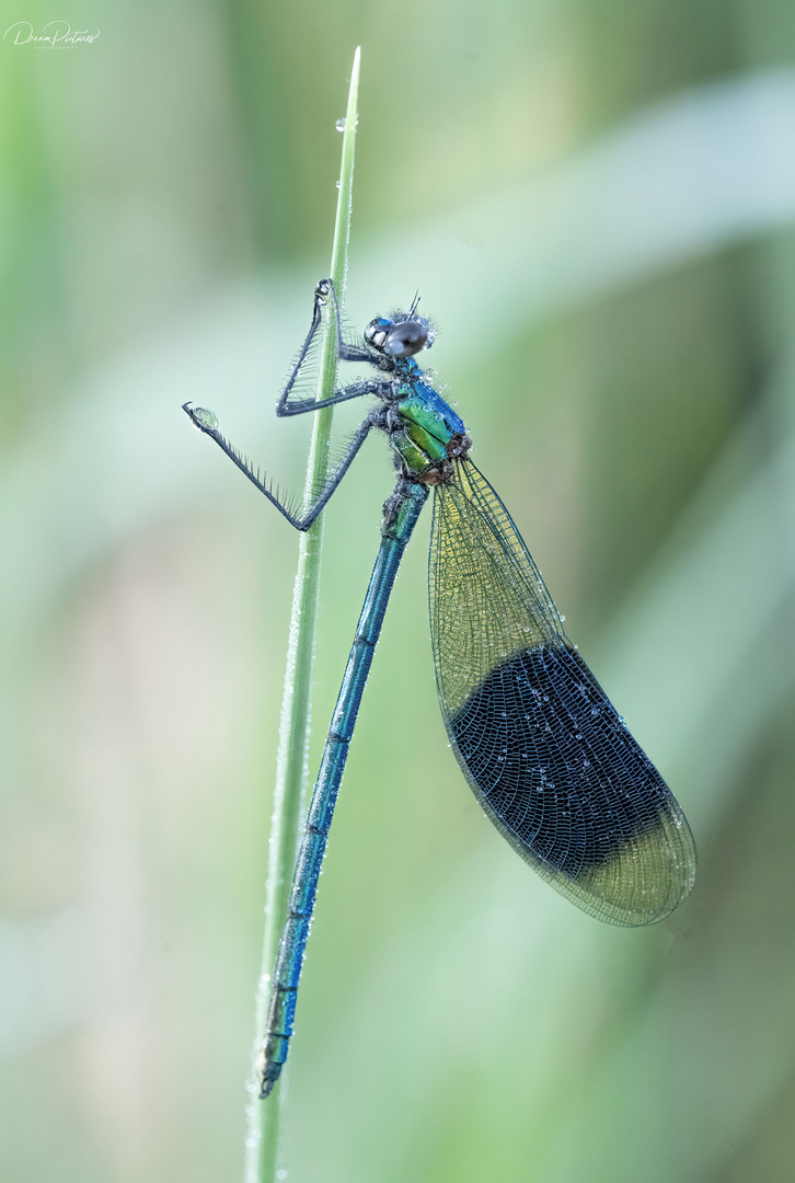 Meine erste Libelle