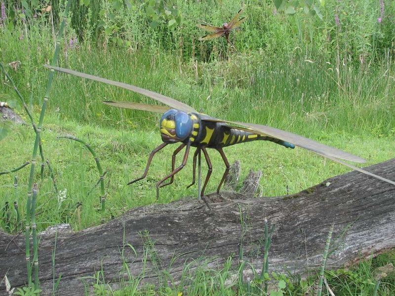 Meine erste Libelle ;-)