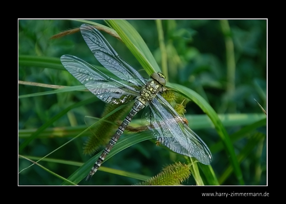 Meine erste Libelle