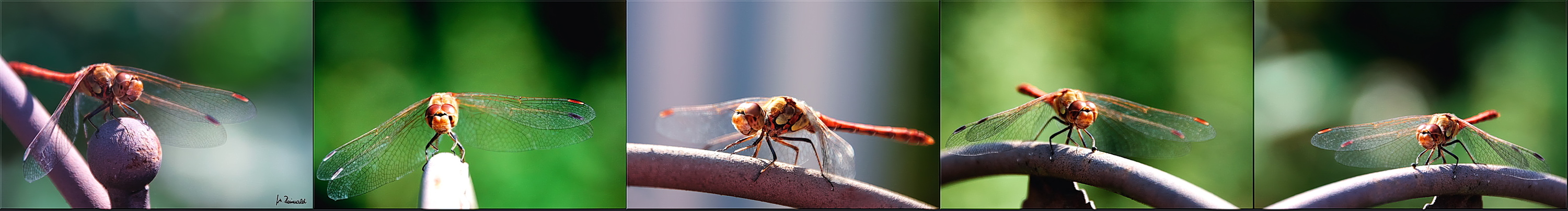 Meine erste Libelle