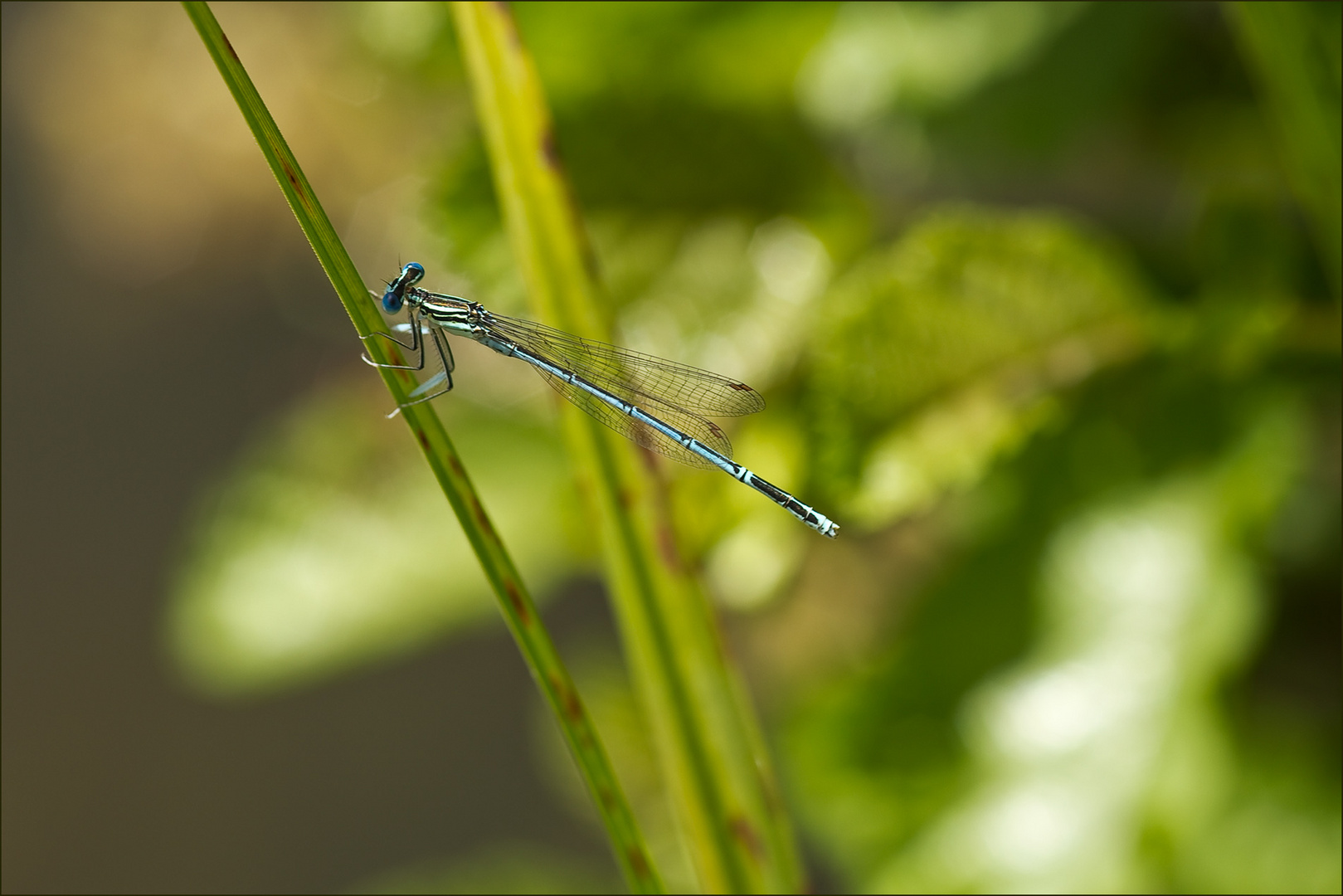 Meine erste Libelle