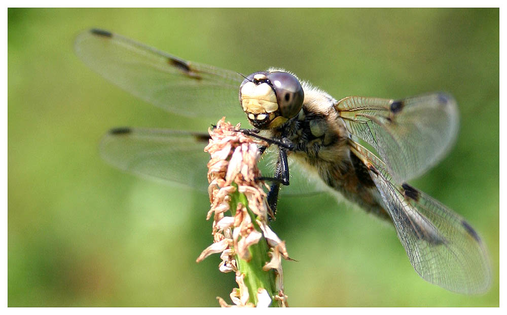 Meine erste Libelle !!!