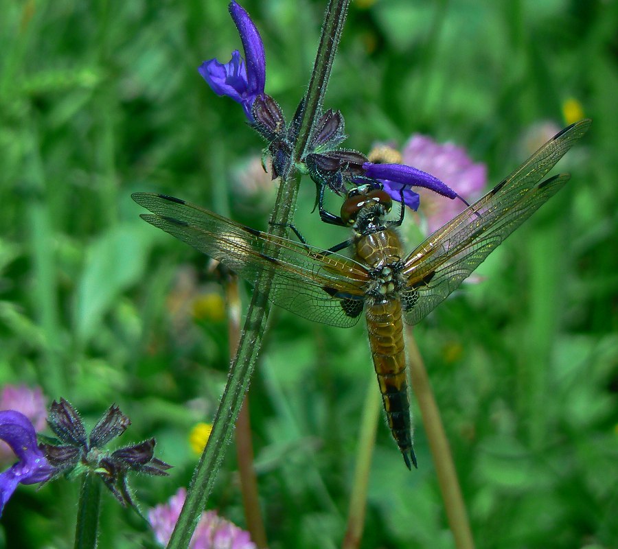 Meine erste Libelle