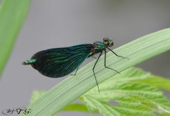 meine erste Libelle - Blauflügel-Prachtlibelle