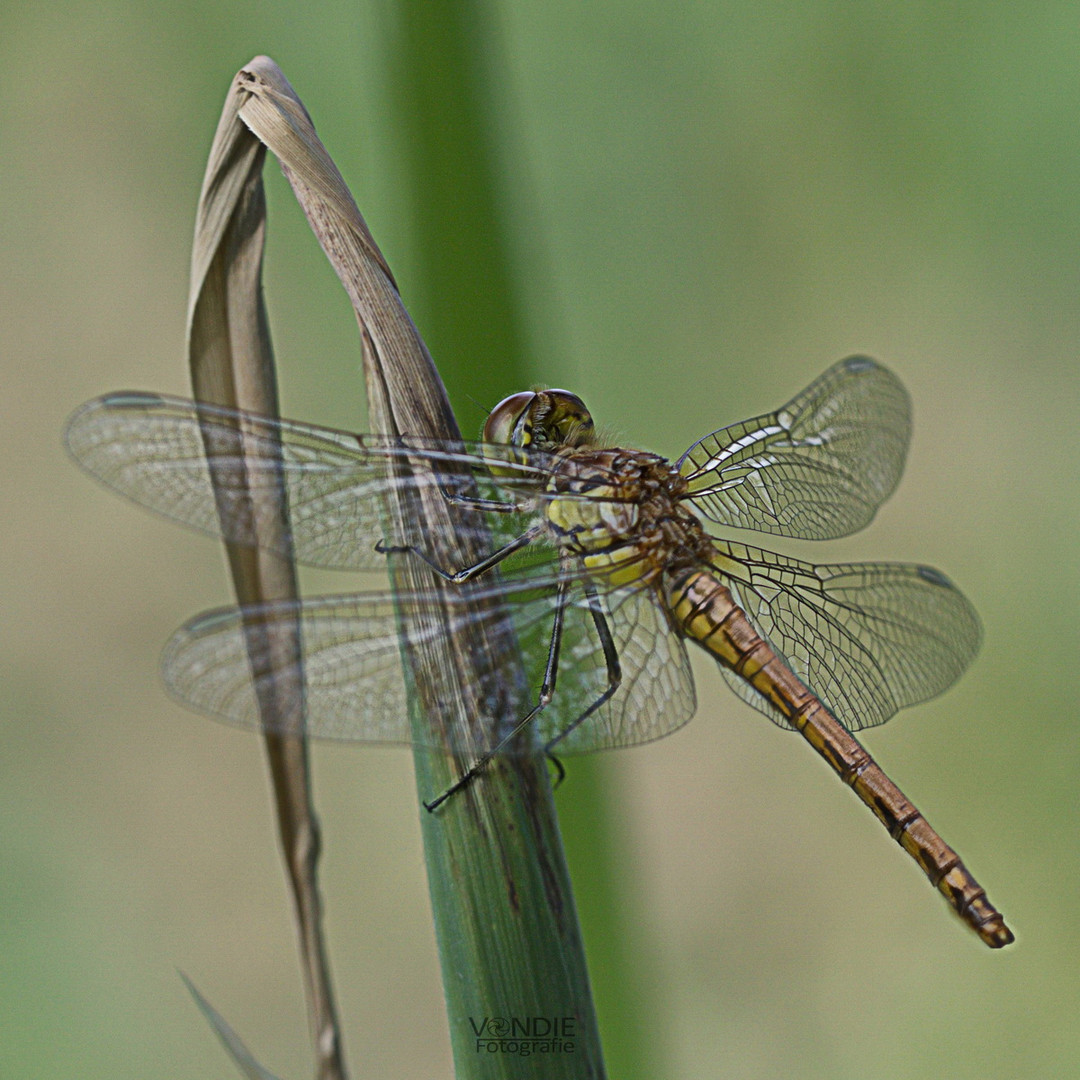 meine erste Libelle