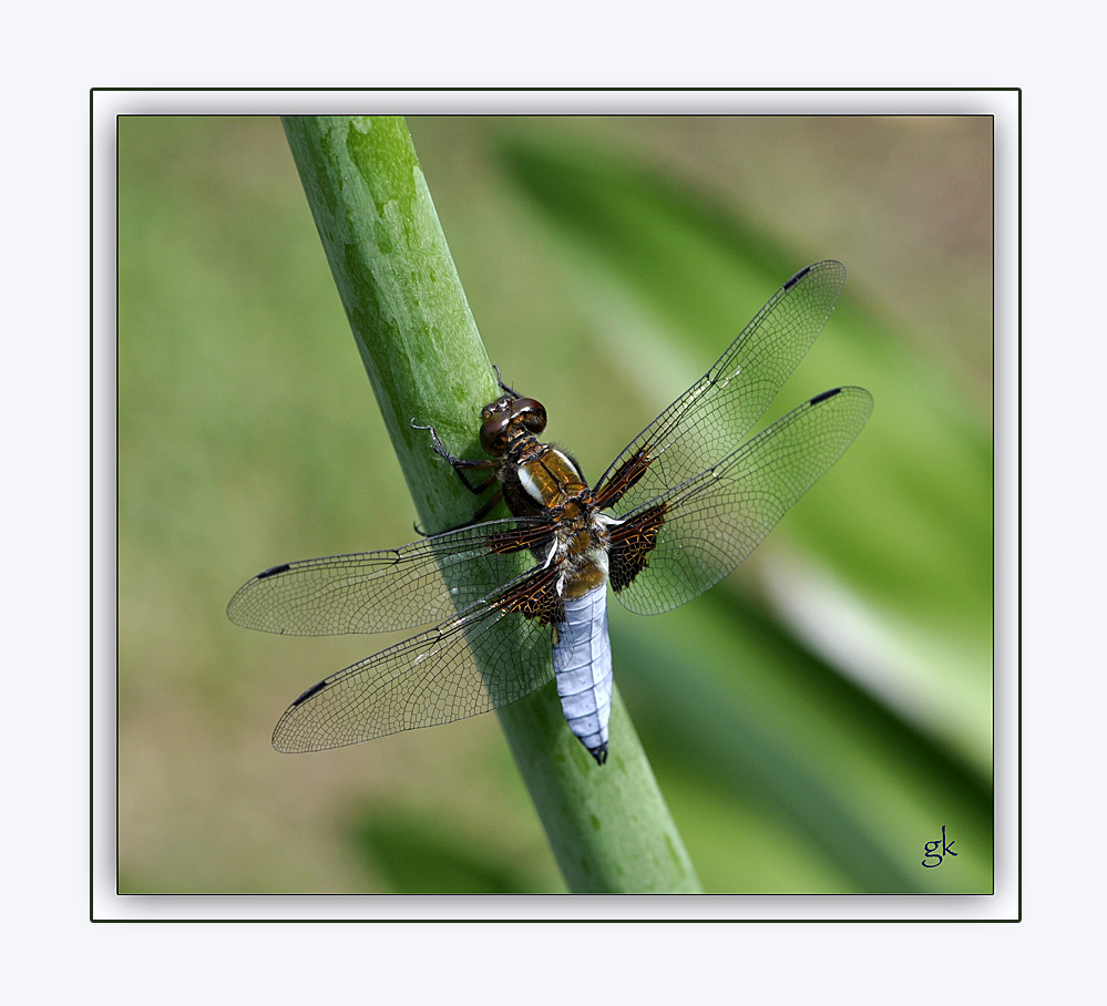 Meine erste Libelle