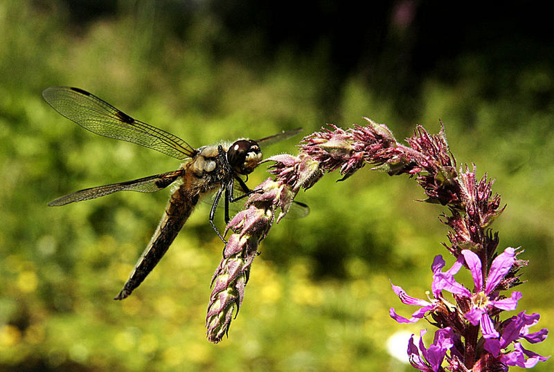 Meine erste Libelle