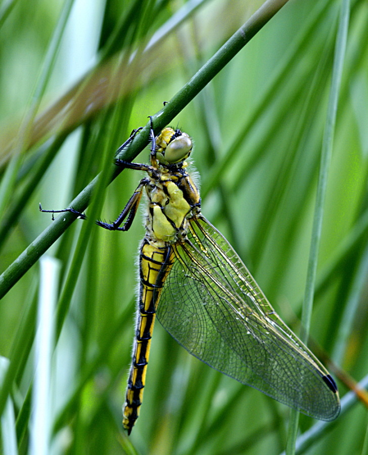 Meine erste Libelle