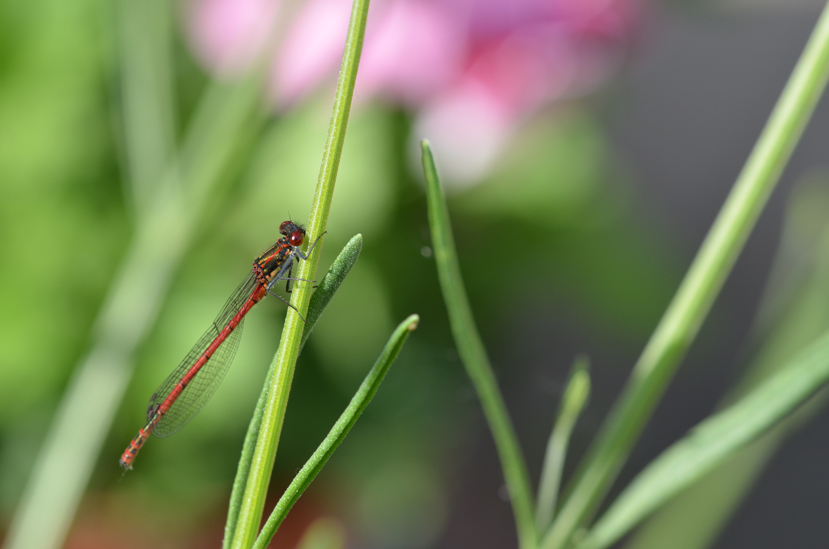 Meine erste Libelle