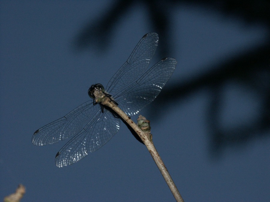 Meine erste Libelle