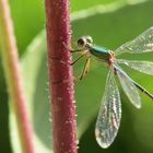 Meine erste Libelle Part 2 - Weidenjungfer (Chalcolestes viridis)