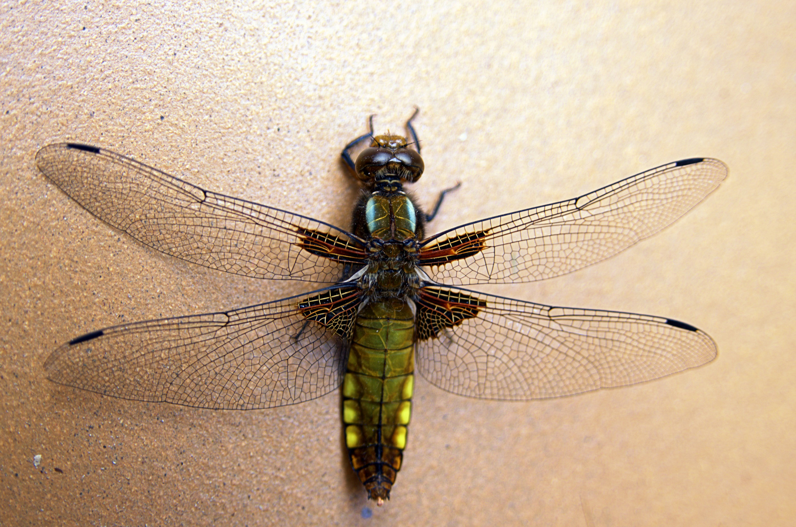 Meine erste Libelle Plattbauch Libelle