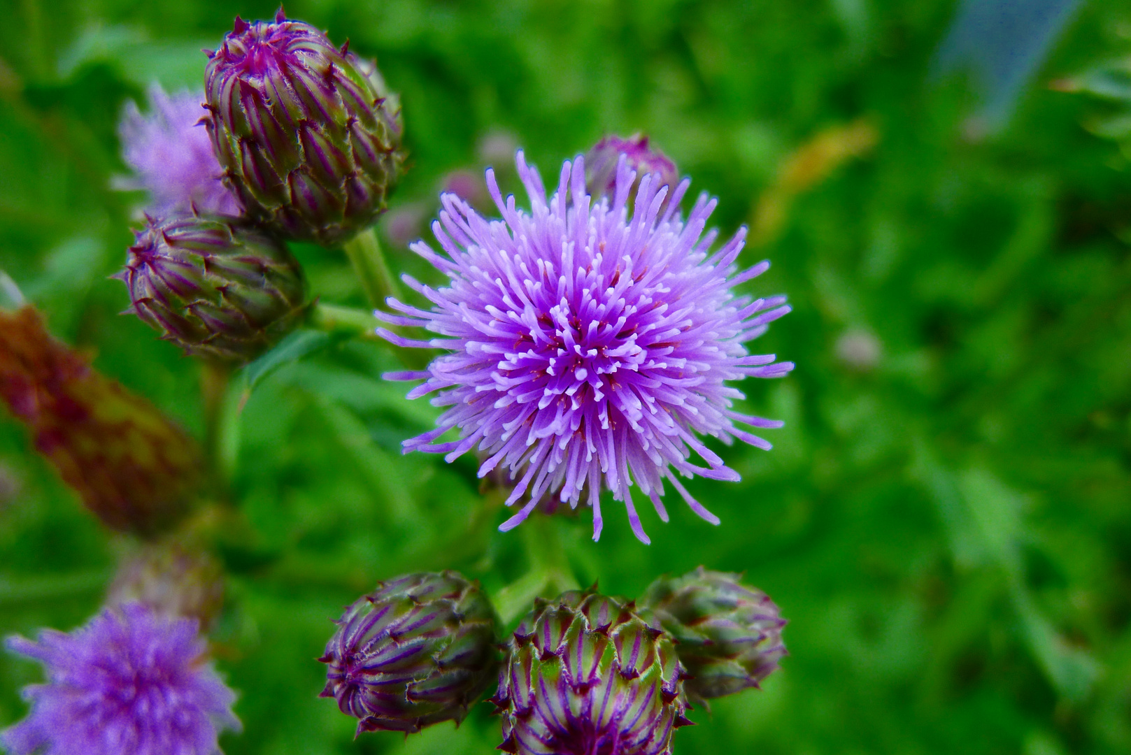 Meine erste Macro Aufname, eine Distel