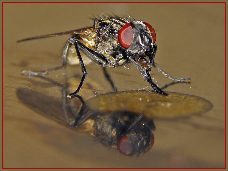 Meine erste Macrofliege!!