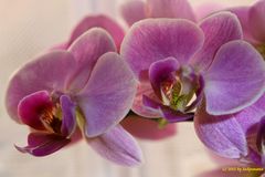 Meine erste Makroaufnahme einer Phalaenopsis-Orchidee (2)