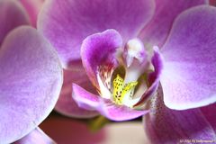 Meine erste Makroaufnahme einer Phalaenopsis-Orchidee (2)