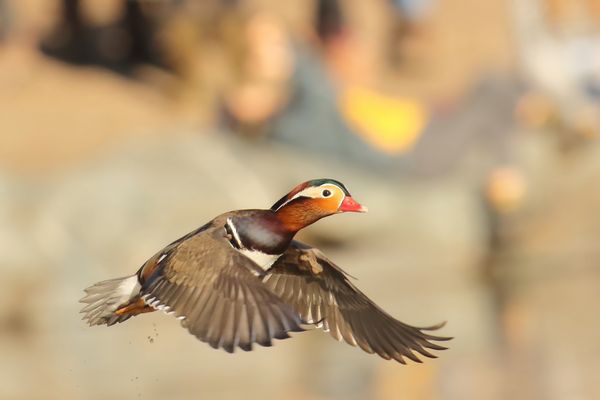 Meine erste Mandarinente