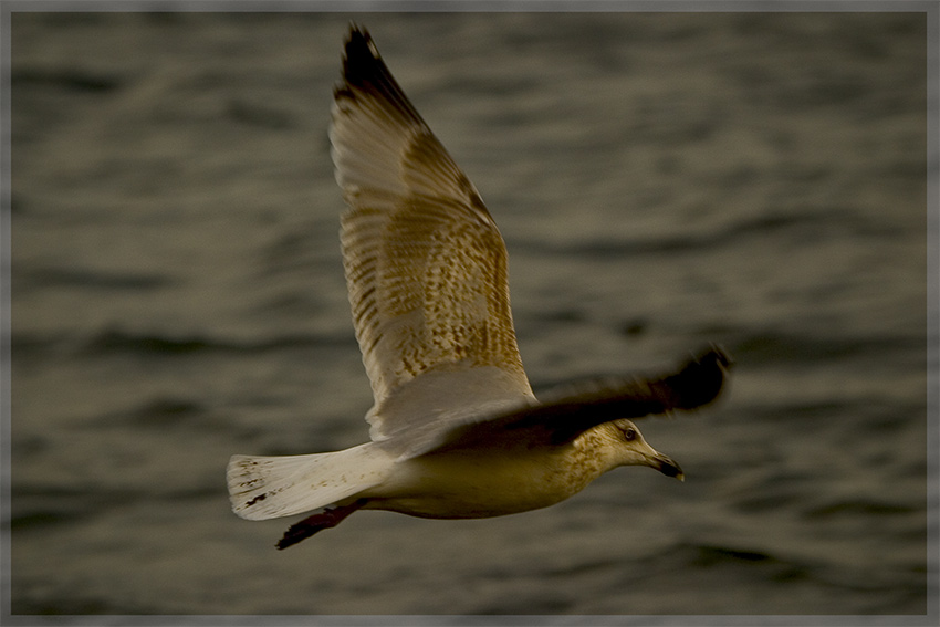 Meine erste Möwe im Flug!