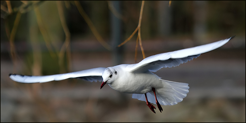 Meine erste Möwe im Flug