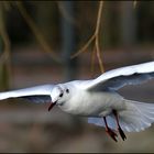 Meine erste Möwe im Flug