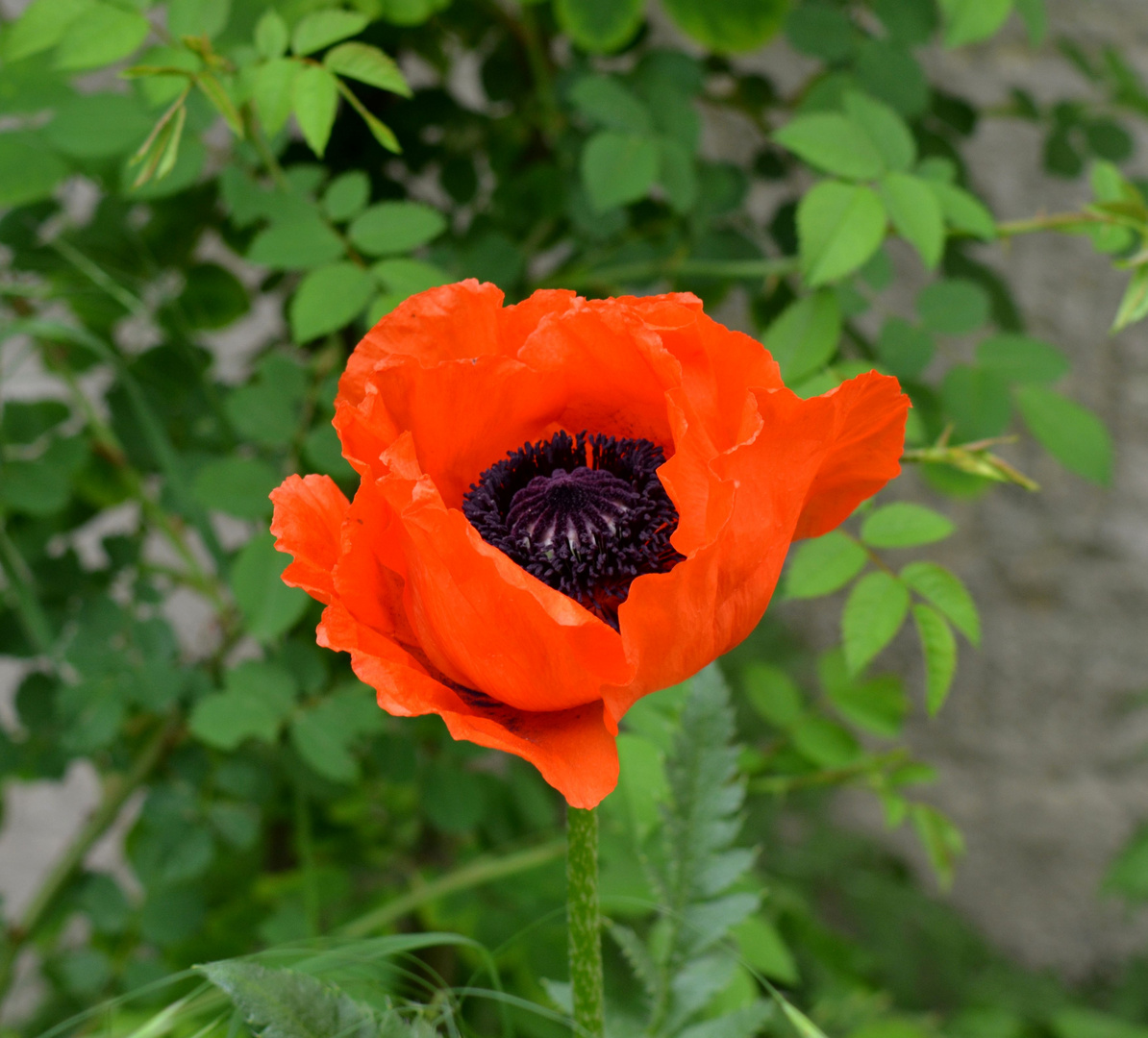 Meine erste Mohnblüte....