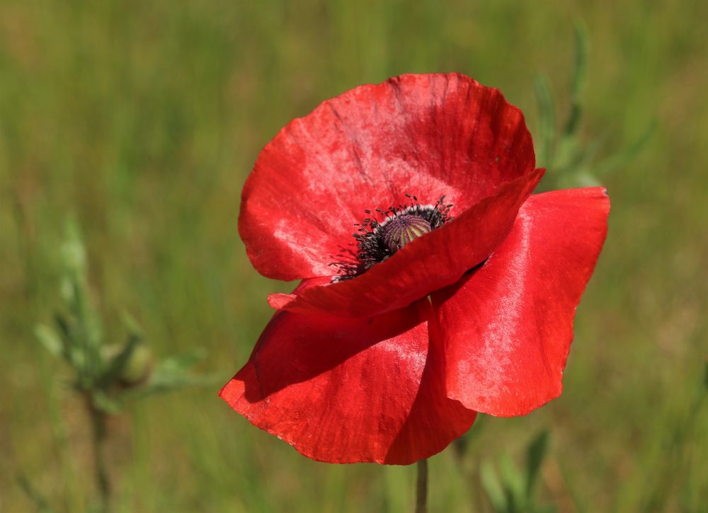 meine erste Mohnblume 2022