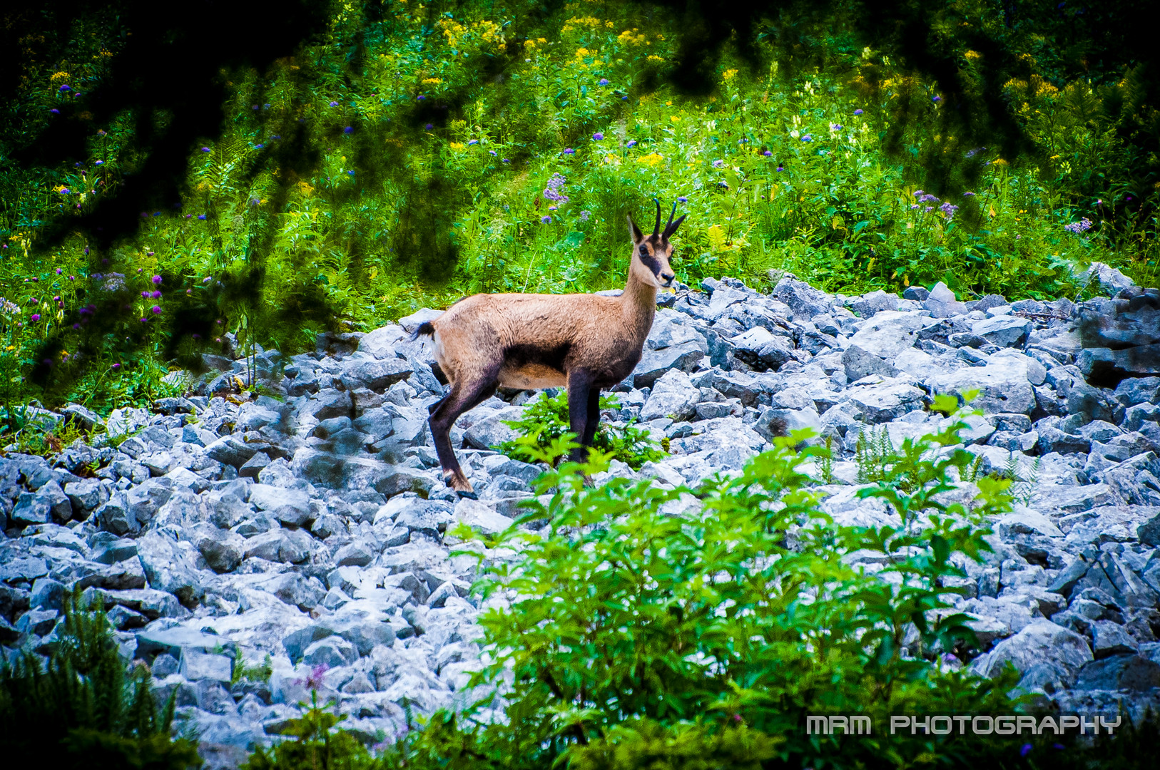 meine erste nahe Wildlife Erfahrung