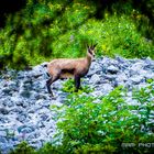 meine erste nahe Wildlife Erfahrung