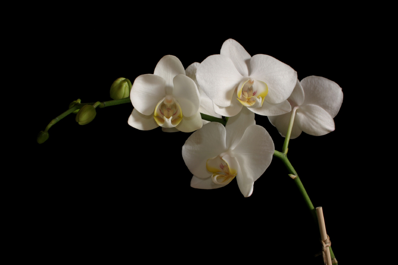 Meine erste Orchidee