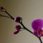 meine erste Orchidee