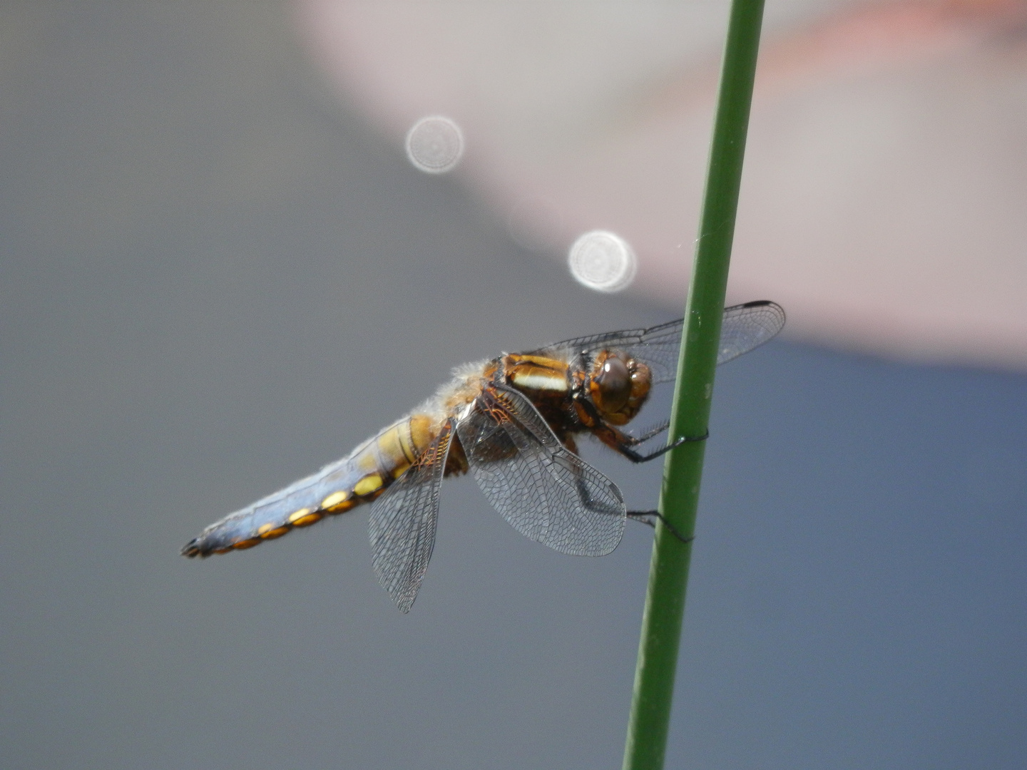 Meine erste Plattbauch-Libelle in diesem Jahr