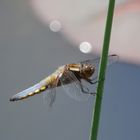 Meine erste Plattbauch-Libelle in diesem Jahr