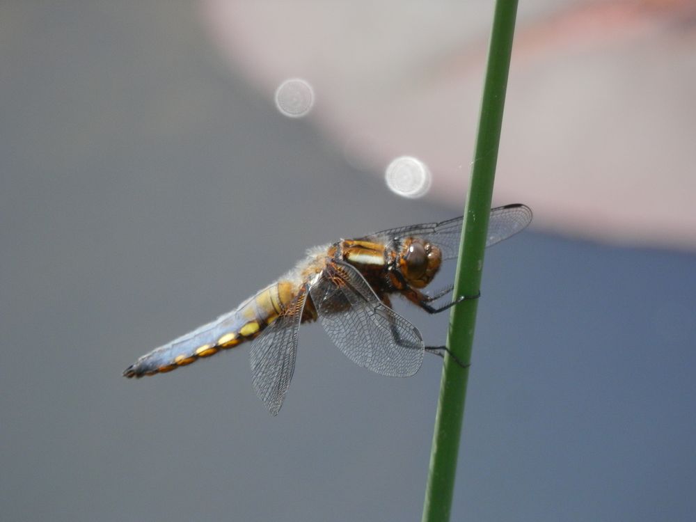 Meine erste Plattbauch-Libelle in diesem Jahr