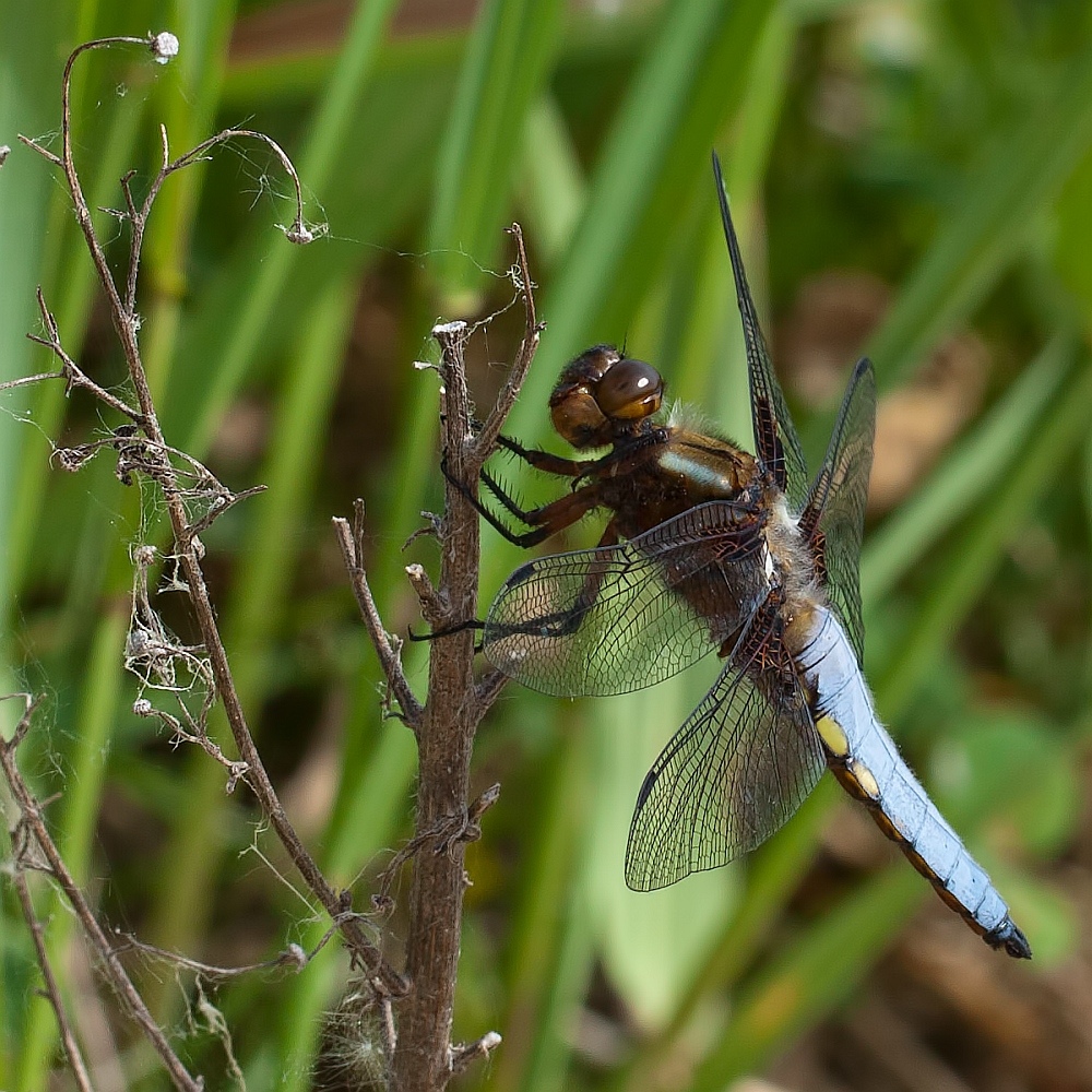 Meine erste Plattbauch-Libelle ( Libellula depressa )