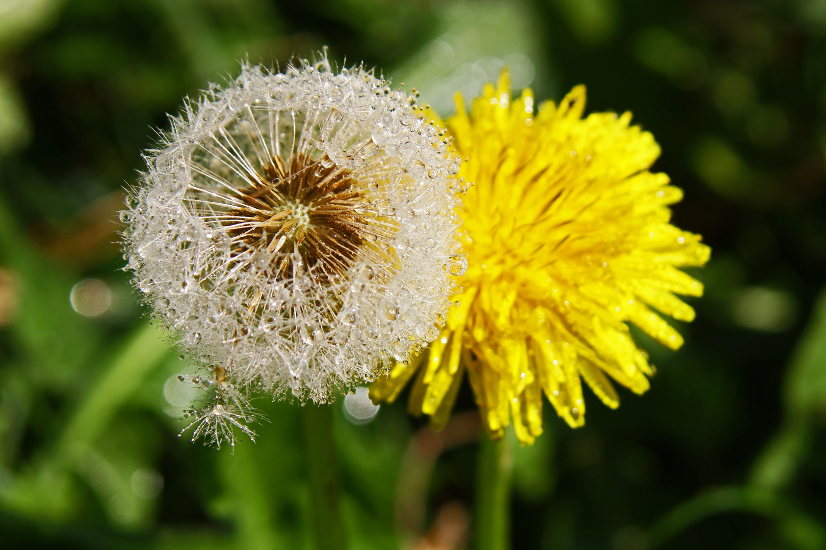 Meine erste Pusteblume vom letzten Samstag...